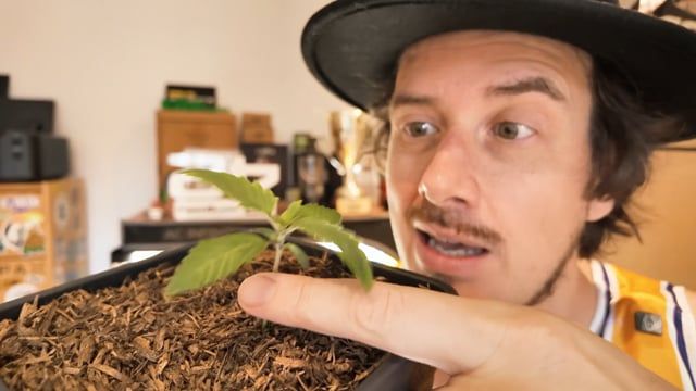 Horizontal Papayton Growing