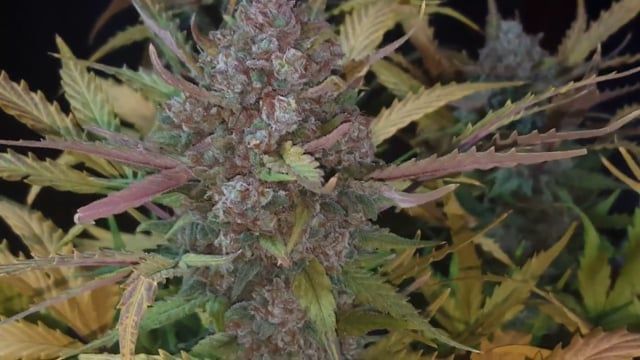 A stunning Stardawg: Mid Flowering Stage