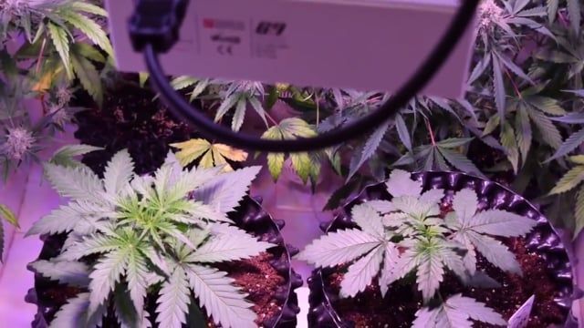 Fast Buds - Californian Snow: Seed to Harvest