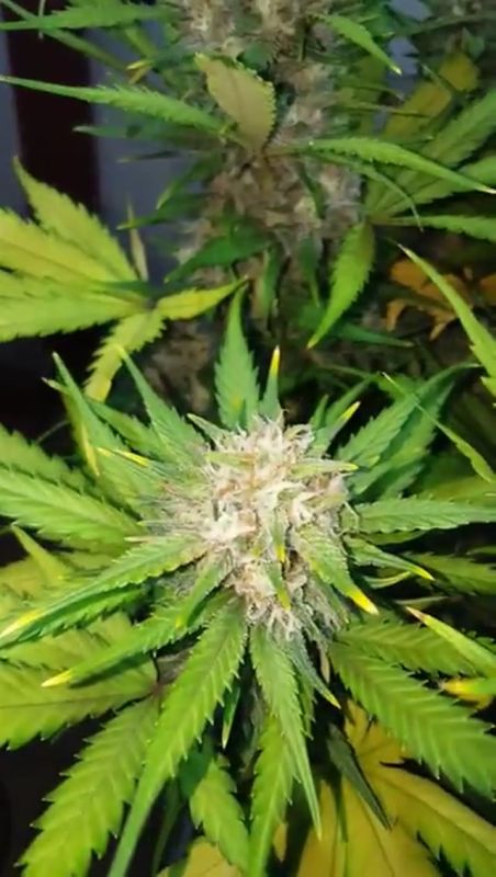 Fast Buds - Gorilla Glue Auto: Late Flowering Stage