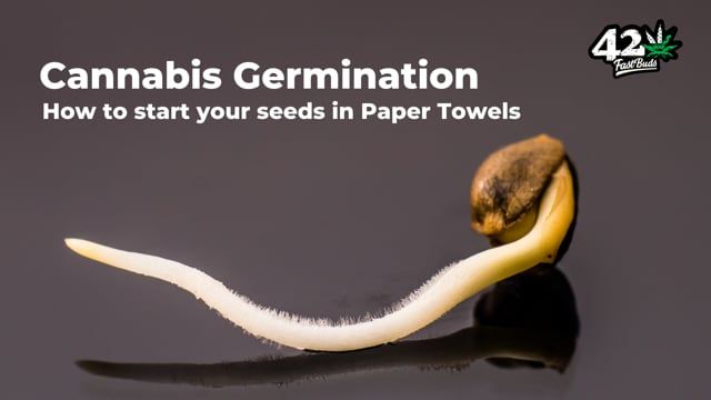 How to Germinate Autoflower Cannabis Seeds - Episode 2: Sprout Marijuana with the Paper Towel Method