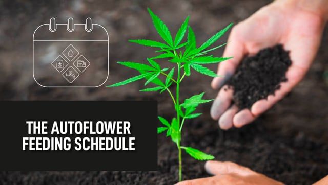Autoflower Feeding Schedule in under 1 minute