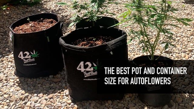 The best Pot and Container Size for Autoflowering Cannabis
