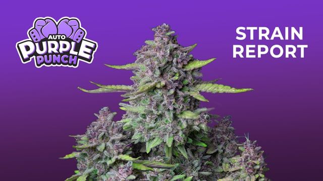 Strain Report: Purple Punch Auto
