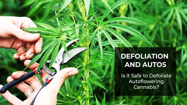 Defoliation and Autos - Is it Safe to Defoliate Autoflowering Cannabis?