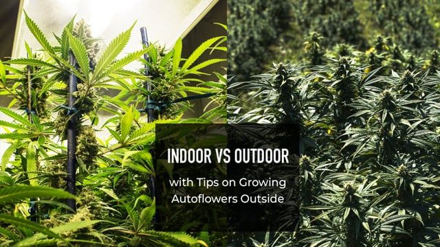 Indoor vs Outdoor - with Tips on Growing Autoflowers Outside
