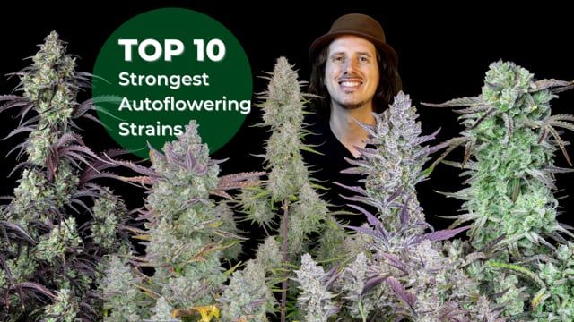 Top 10 Strongest Autoflowering Strains 2021