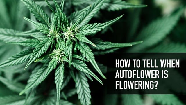 How To Tell When Autoflower Is Flowering