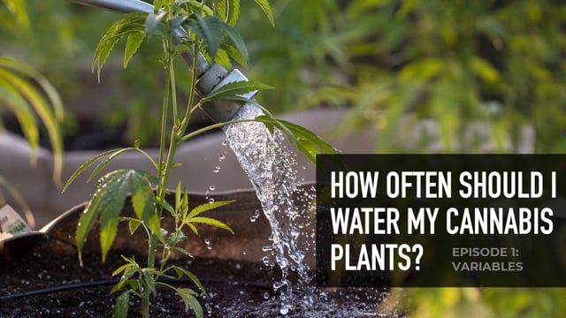 How often should I water my Cannabis Plants? Episode 1: Variables