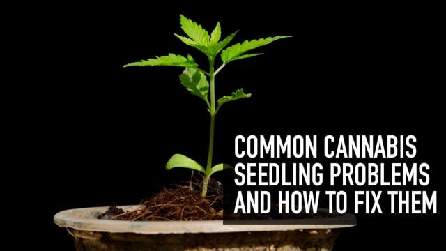 Common Cannabis Seedling Problems & How to Fix Them