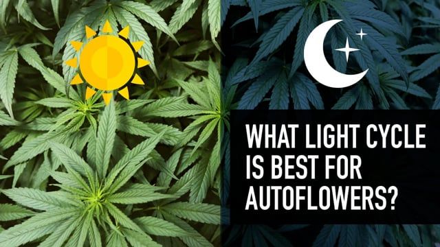 What Light Cycle is Best for Autoflowers