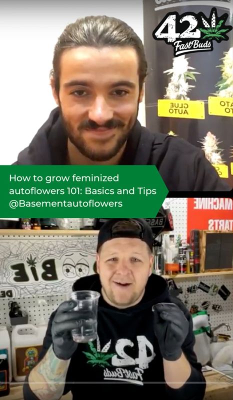How to grow feminized autoflowers 101: Basics and Tips with Basementautoflowers