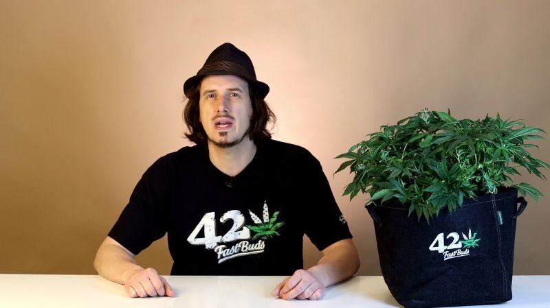 Forbidden Runtz Auto