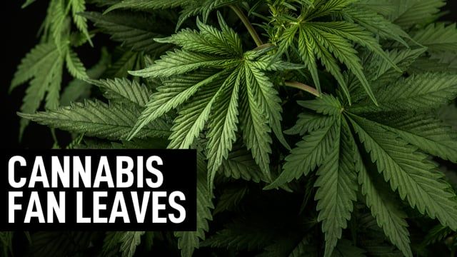 The Importance of Cannabis Fan Leaves