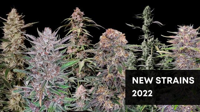 Fastbuds New Strains 2022