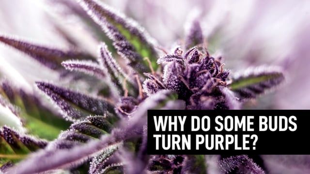 Why Do Some Cannabis Buds Turn Purple?