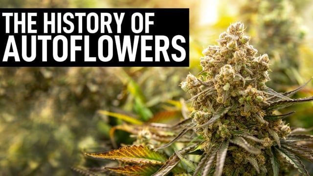 The History of Autoflowering Cannabis