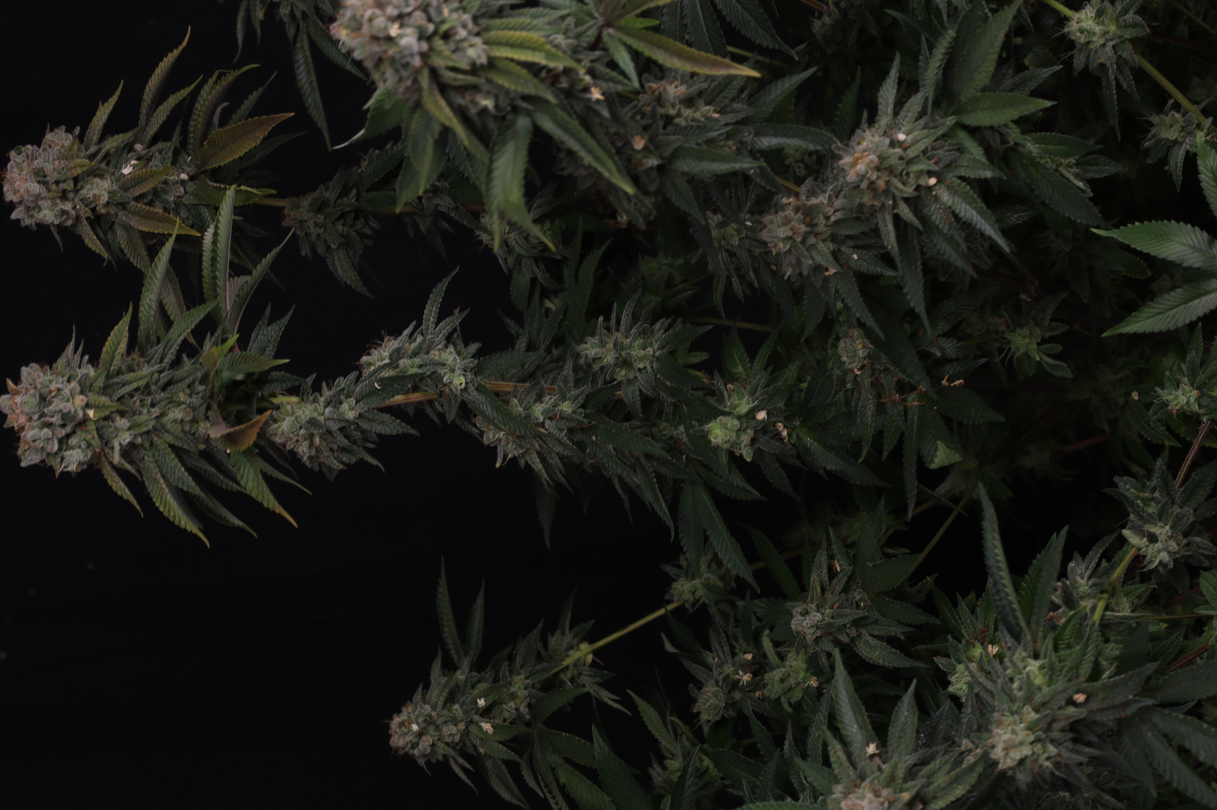 GG4