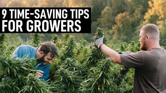 9 Time-Saving Tips for Busy Weed Growers