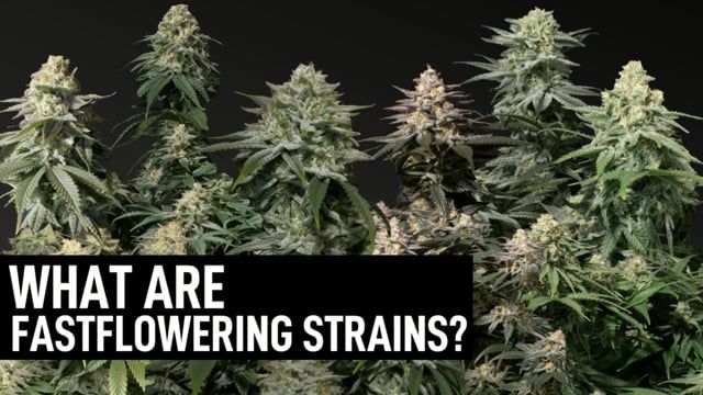 What are Fastflowering Strains?