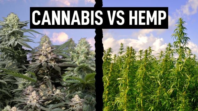 Hemp vs Cannabis - What is the difference between Hemp and Cannabis?