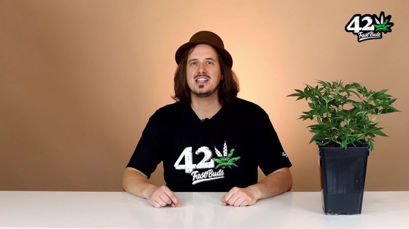 Auto Wedding Cheesecake