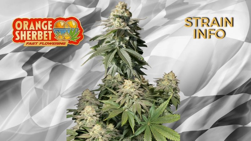 orange_sherbert_ff strain info