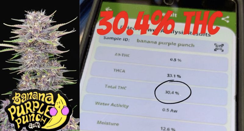 Banana Purple Punch testing 30.4 % THC