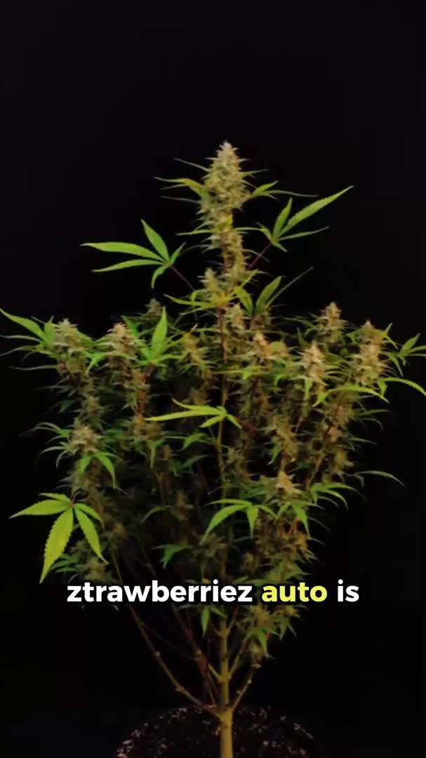 Ztrawberriez