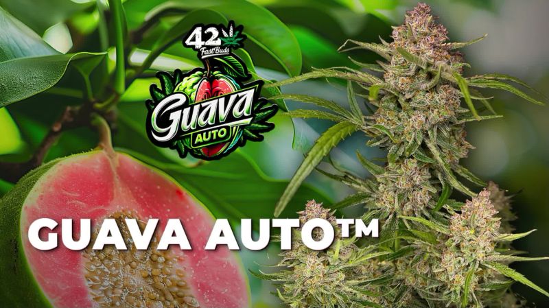 Guava Auto