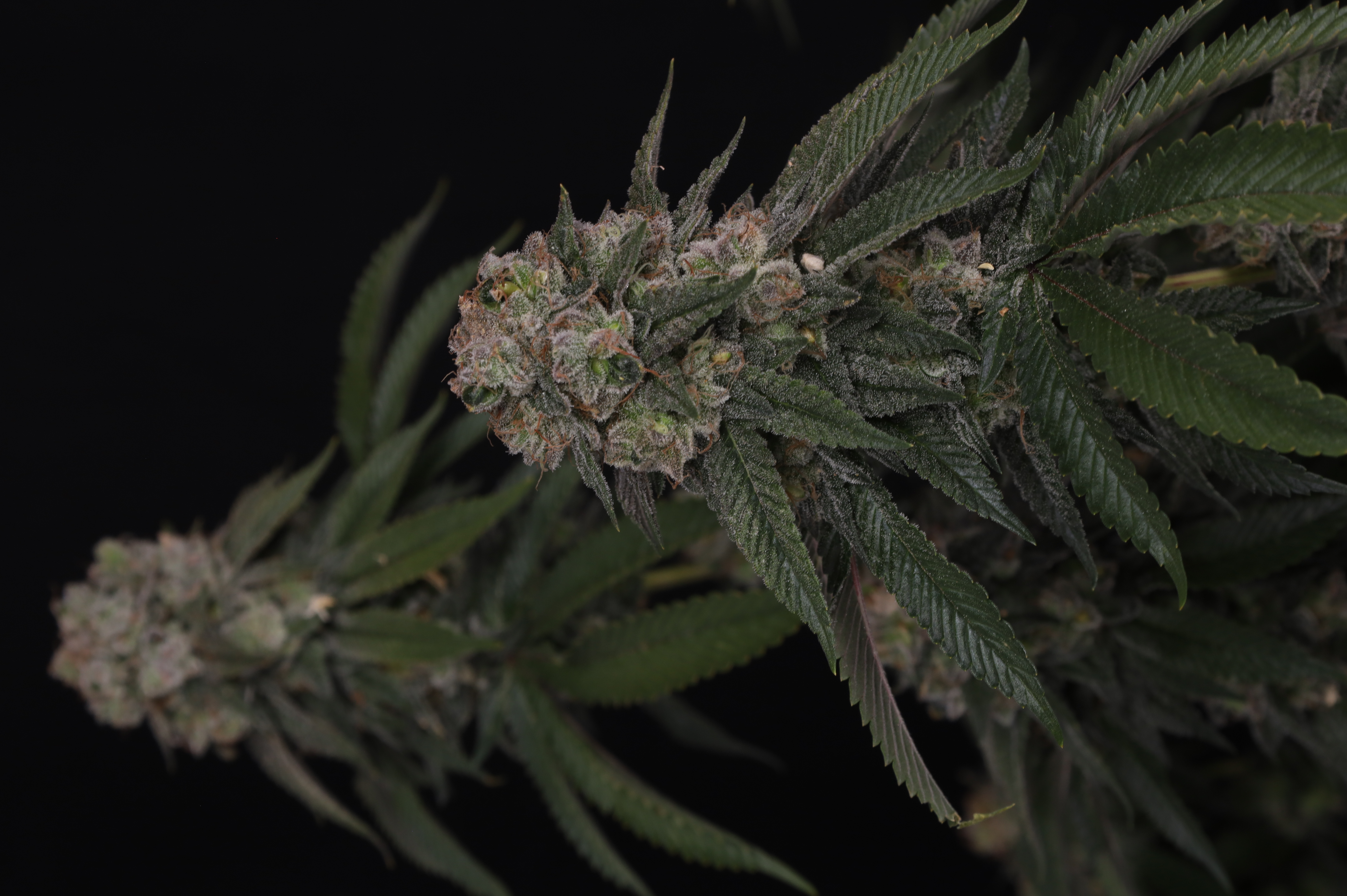 GG4