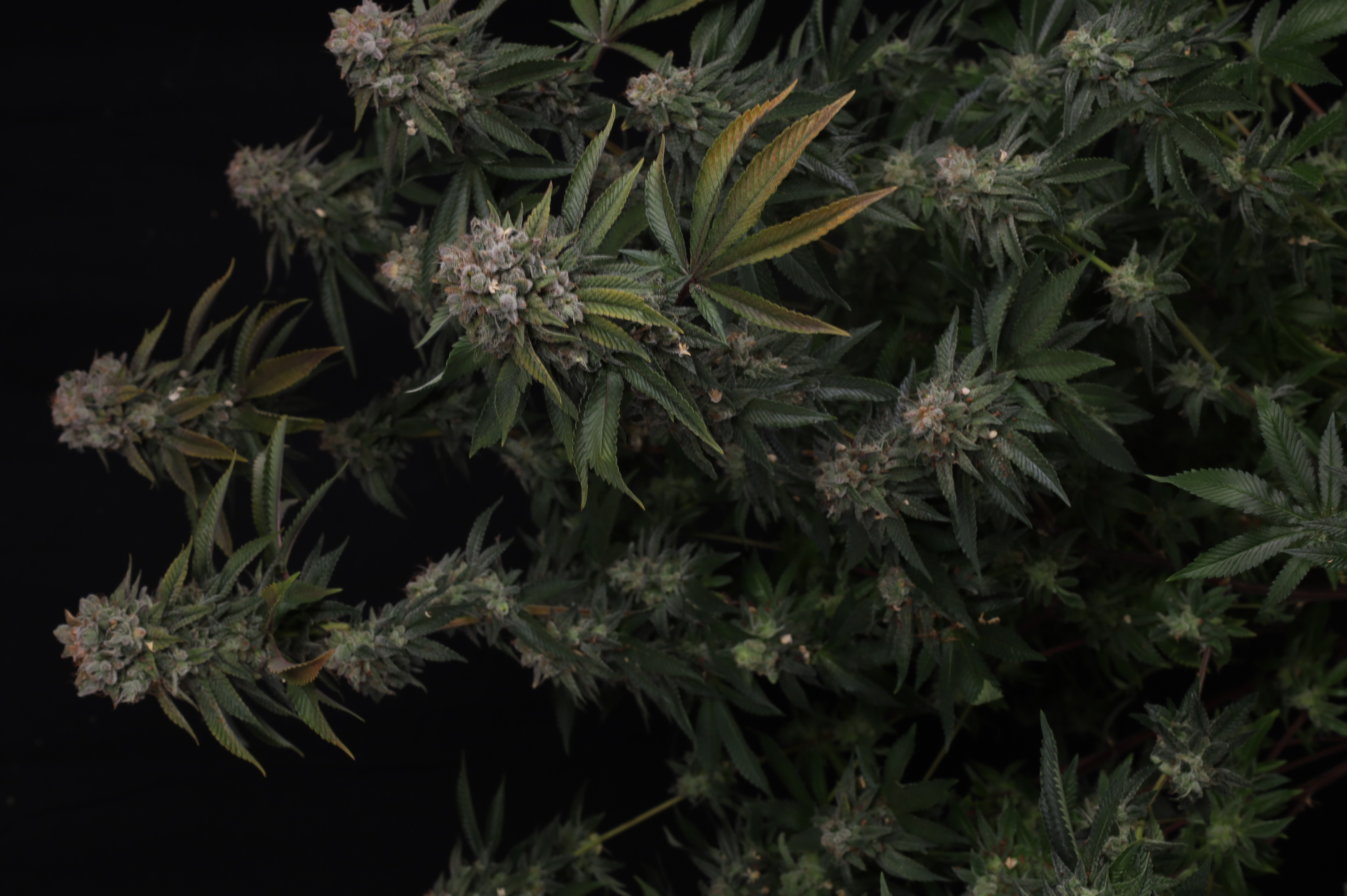 GG4
