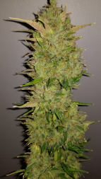 Review photo #1