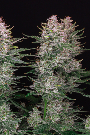 Instagram Sour Diesel Auto