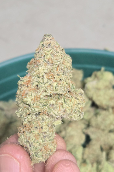 Instagram Frostbanger Auto