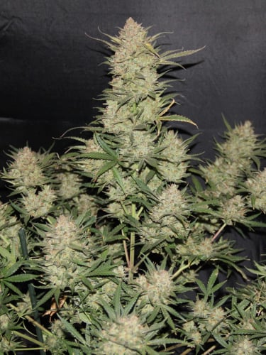 Instagram OG Kush Auto