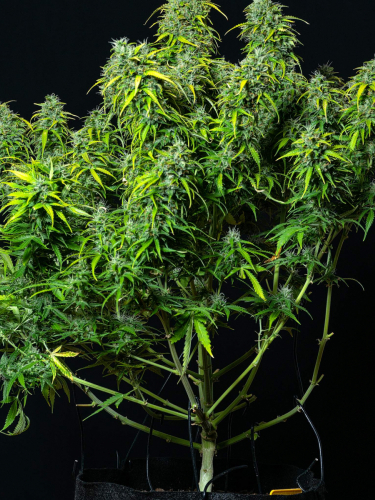 Instagram Lemon AK Auto