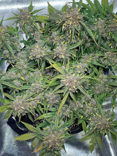 Instagram Lemon AK Auto