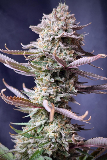 Instagram Orange Sherbet FF