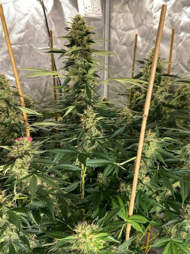 Instagram Blueberry Auto