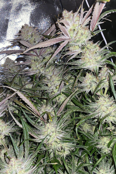 Instagram Strawberry Gorilla Auto