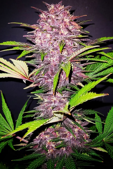 Instagram Purple Lemonade Auto