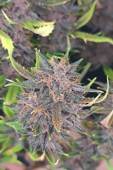 Banana Purple Punch Auto