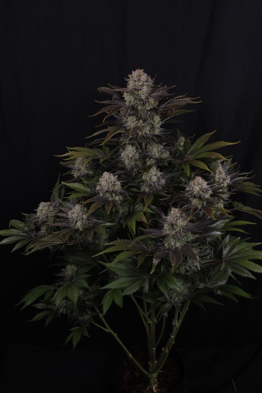 Instagram Frostbanger Auto