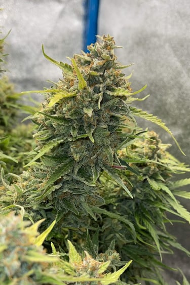 Instagram Cinderella Auto