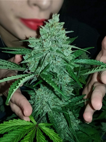 Instagram Amnesia Haze Auto