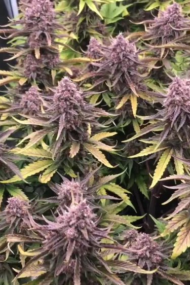 Banana Purple Punch Auto