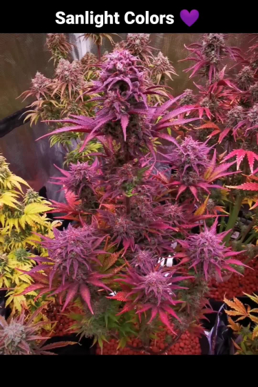 Blueberry Auto