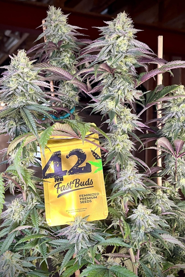 Instagram Papaya Sherbet