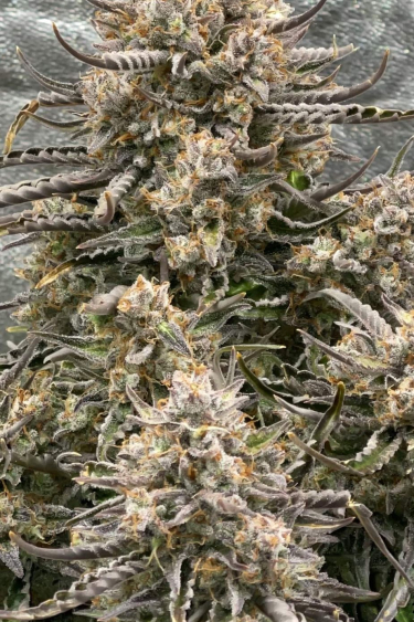 Instagram Lemon AK Auto